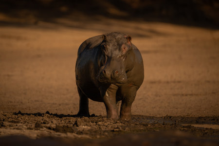Muddy hippo stands on riverbank facing cameraの写真素材