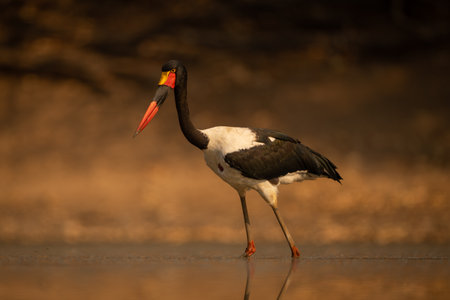 Saddle-billed stork wades through pond looking downの写真素材