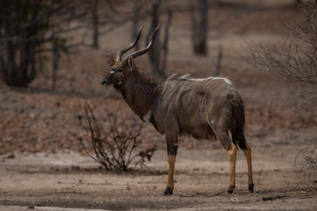Male nyala stands in clearing near treesの写真素材