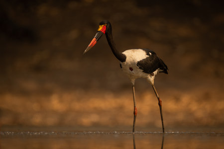 Saddle-billed stork wading through pool leaning forwardの写真素材