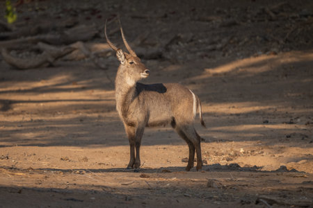 Male waterbuck stands turning head in clearingの写真素材
