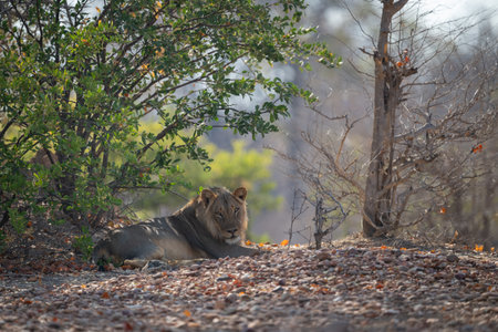 Male lion lies under bush looking downの写真素材
