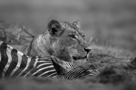 Mono lioness lies with zebra on grassの写真素材