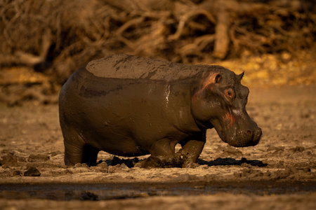 Muddy hippo walks along riverbank in sunlightの写真素材