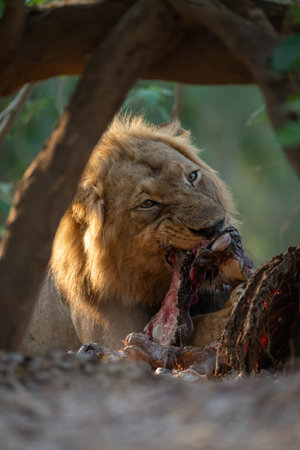 Male lion lies gnawing at zebra legの写真素材