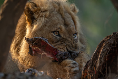Male lion lies gnawing on zebra legの写真素材