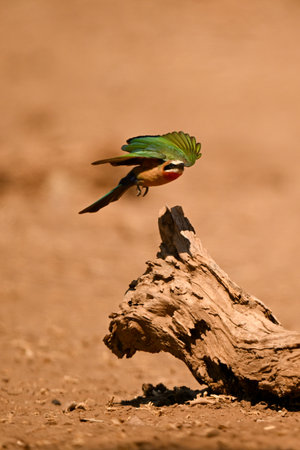 White-fronted bee-eater flies away from fallen logの写真素材