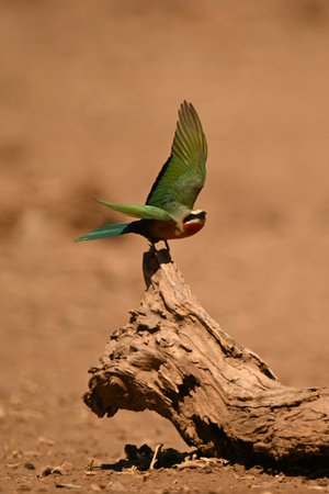 White-fronted bee-eater takes off from fallen log