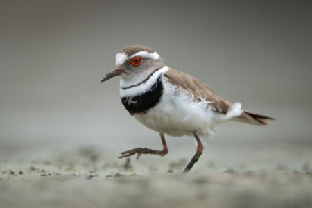 Three-banded plover walks across riverbed lifting footの写真素材