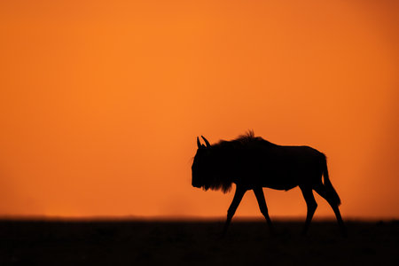 Blue wildebeest walks along horizon at sunsetの写真素材