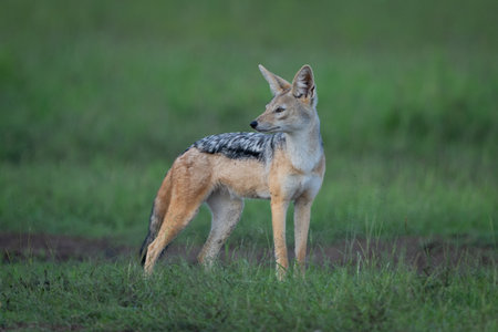Black-backed jackal stands on grass looking backの写真素材