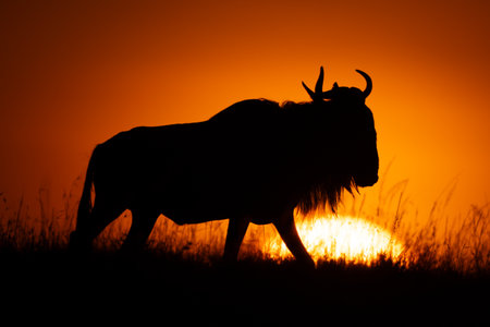 Blue wildebeest walks on horizon at sunriseの写真素材