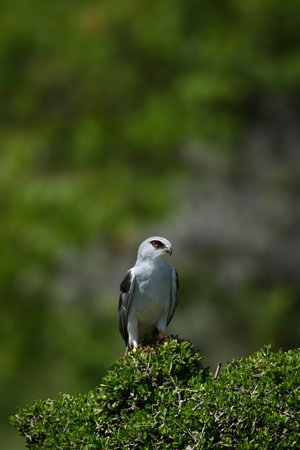 Black-winged kite watches camera on leafy bush