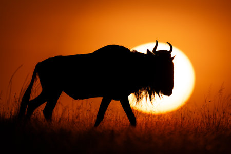Blue wildebeest walks along horizon past sunの写真素材