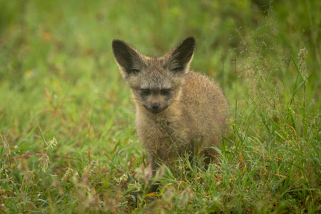 Bat-eared fox standing on grass watching cameraの写真素材
