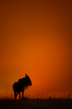 Blue wildebeest turns head silhouetted on horizonの写真素材