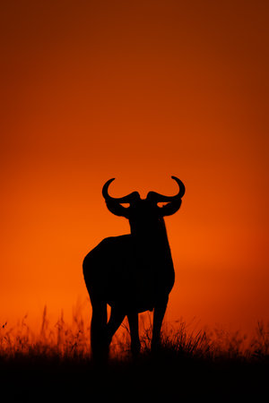 Blue wildebeest facing camera silhouetted on horizon