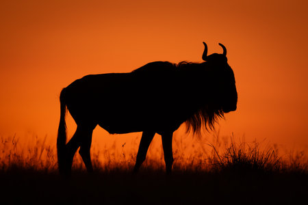 Blue wildebeest stands on skyline in silhouetteの写真素材