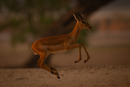 Young male impala gallops jumping in airの写真素材