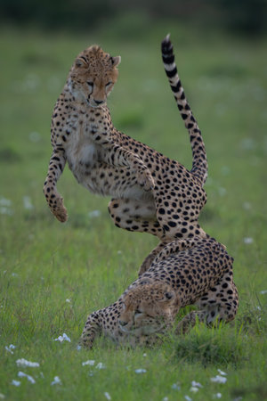 Cheetah cub jumps off sibling on grassの写真素材