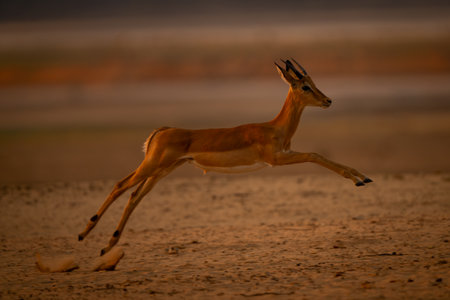 Young male impala jumps off hind legsの写真素材