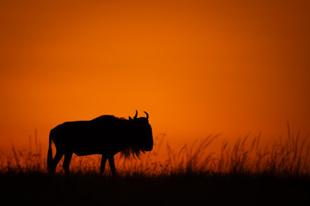 Blue wildebeest standing in silhouette on skylineの写真素材