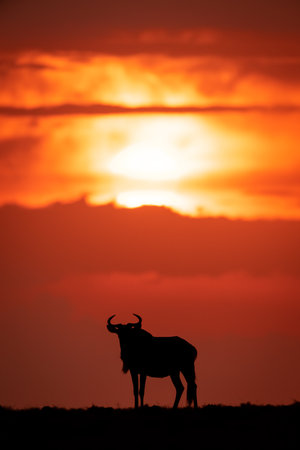 Blue wildebeest silhouetted at sundown on skylineの写真素材