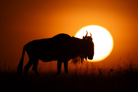 Blue wildebeest walks on horizon past sunの写真素材