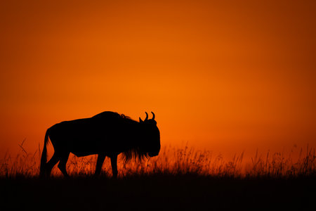 Blue wildebeest walks on skyline in silhouetteの写真素材