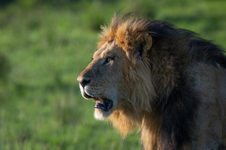 Close-up of male lion head with shoulders