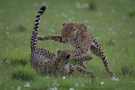 Cheetah cub pounces on sibling lying downの写真素材