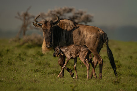Blue wildebeest stands next to newborn calfの写真素材