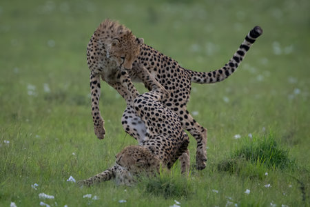 Cheetah cub on grass pushes away siblingの写真素材