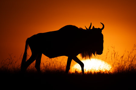 Blue wildebeest walks across horizon at dawnの写真素材