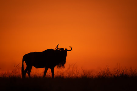 Blue wildebeest stands silhouetted on grass horizonの写真素材