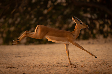 Young male impala gallops lifting hind legsの写真素材