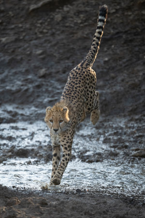 Cheetah cub jumps over stream toward cameraの写真素材