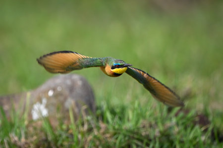 Little bee-eater flies away from lichen-covered rock