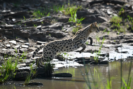 Serval jumps over river from rocky bank