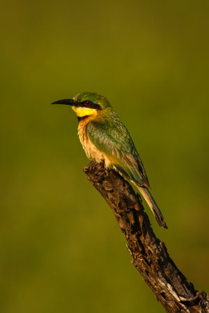 Little bee-eater with catchlight perches on stump