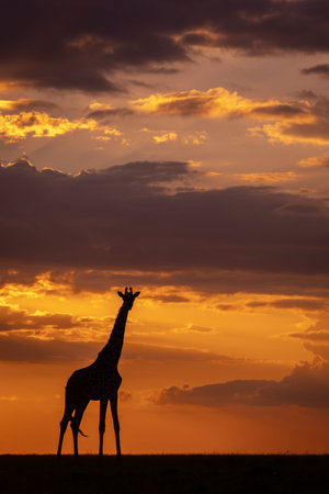 Masai giraffe stands watching camera at sunsetの写真素材