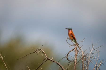 Carmine bee-eater in profile on dead bush