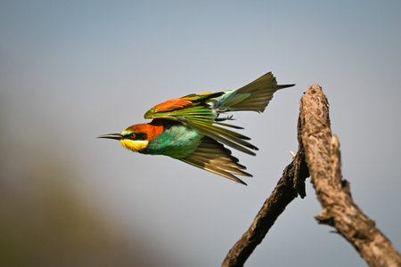 European bee-eater takes off from bent branch