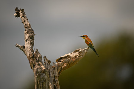 European bee-eater on dead tree in sunshineの写真素材
