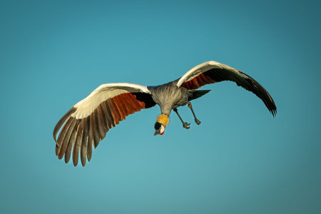 Grey crowned crane flies under blue skyの写真素材