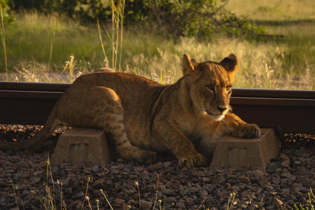 Lion cub lies beside railway with catchlight