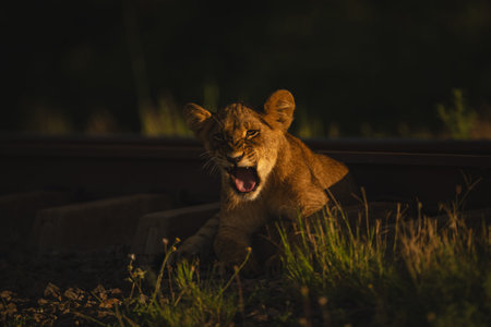 Lion cub lies yawning by railway trackの写真素材