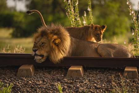 Lion cub walks past father on railway