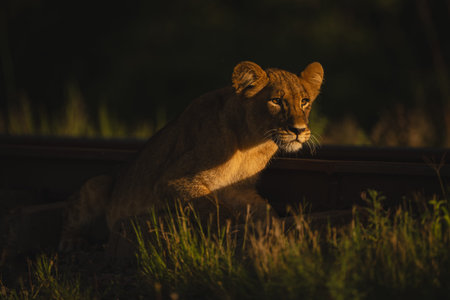 Lion cub lies by railway with catchlights