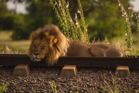 Male lion lies dozing on railway line
